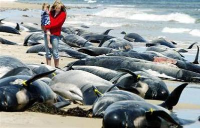 Masinės banginių savižudybės prie Naujosios Zelandijos krantų: mokslininkų versijos
